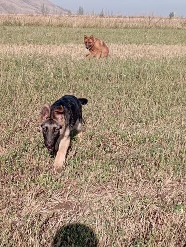 Ит кууту: Чыгыш Европа овчаркасы, 4 айлык, Эркек, Эмделген — 2