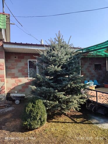 цветы искусственные бишкек: Голубой ель — 3