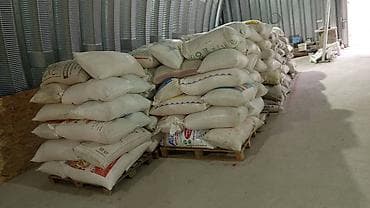 купить пшеницу: Продаю кукурузу оптом и в розницу росыпю 25 в мешках 26 сом со — 1