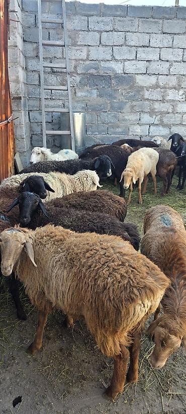 баранины: Продаю | Овца (самка) | Для разведения | Матка — 1