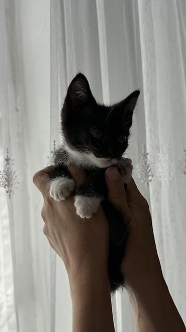 для котиков: Кошка даром: Беспородная, Мальчик — 2