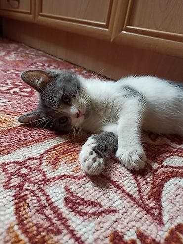 кошка крысолов: Девочка, окраска серо-белая. Велюровая шёрстка. Возраст 2,5 месяца — 4