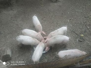 Животные: Продаю | Поросенок | На забой — 4