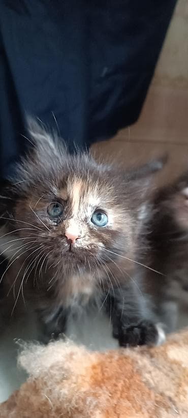 кошк: Мейн-Куны!!!🥰🥰🥰 Продаются Чистокровные,Шикарные котята! Отличная — 7