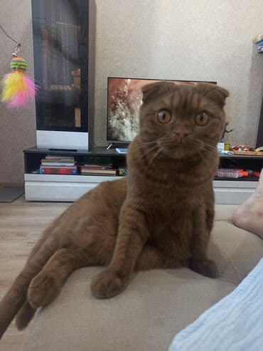 питомник сфинксов бишкек: Скотиш Фолд (Шотландская вислоухая), 1 год, Мальчик, Шоколадный, Приучена к лотку — 3