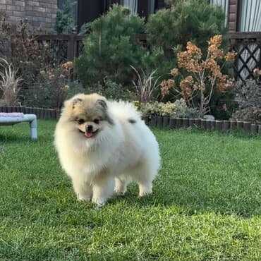 алабай на продажу: Шпиц, 11 месяцев, Самец, С прививкой — 1