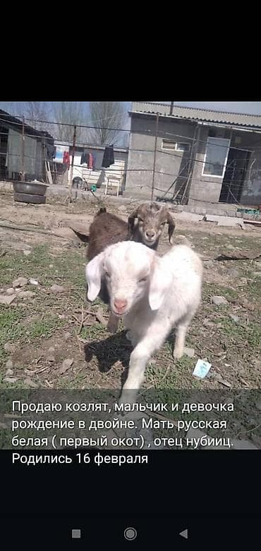 брама чорный: Продаю | Козлёнок | Полукровка | Для разведения | Племенные — 8