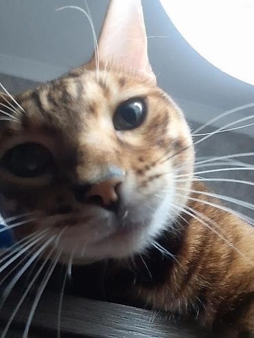 бенгальская домашняя кошка: Бенгал на вязку Особенности: - Крупные выразительные глаза, широкие — 1