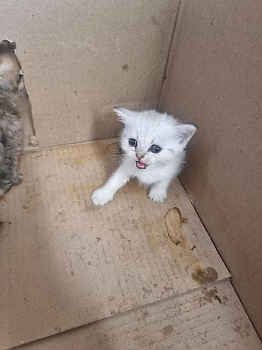 Скотиш Фолд (Шотландиялык шалпаң кулак), 1 айлык, Эркек, Алтын шиншилла — 4