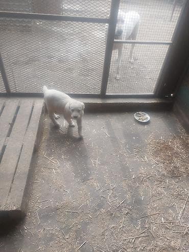 Продаю щенков Алабай, девочка 2 месяца at lalafo.kg Продаю щенков Алабай, девочка 2 месяца