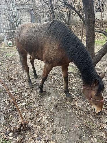 копчёная рыба: Продаю | Кобыла (самка) — 6