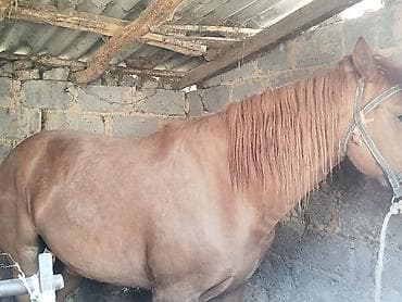 жеребая: Продаю | Жеребец — 4