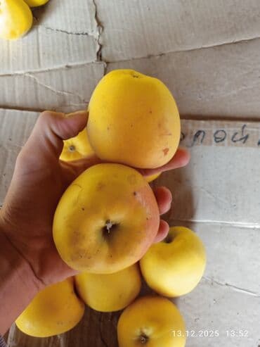 ак тош: Алмалар Дүңүнөн — 6