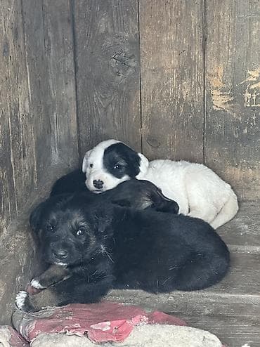 вислоухие кошки бишкек: Алабай, 4 года, Самка — 6