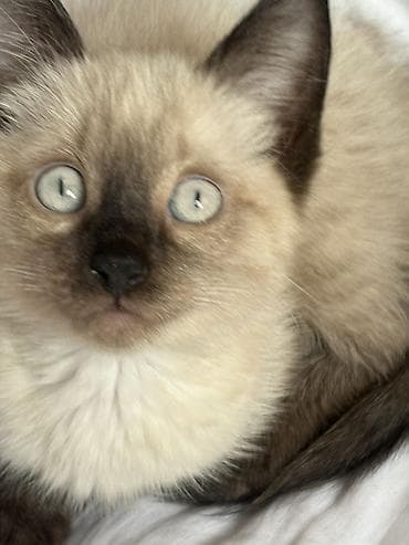 сервал'' купить: Котёнок с сиамским окраcом (колор-пойнт) - Окрас: светлый корпус с — 3