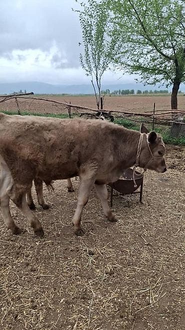 тяжеловес лошадь: Продаю | Музоо, торпок | На откорм | Привязанные — 2