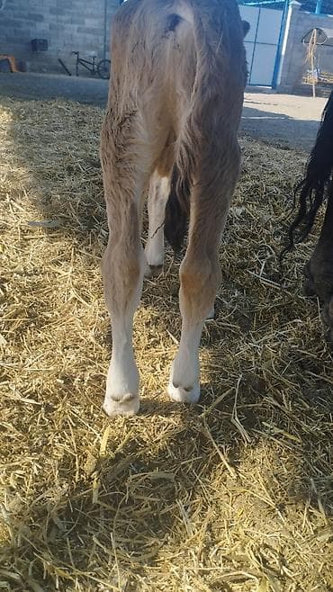 купить бычка: Продаю | Бык (самец) | Для разведения — 3