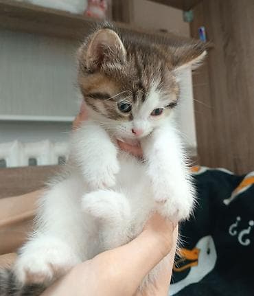 котята новорожденные: Котята, домашние, очень ласковые и игривые. - Окрас: один полностью — 2