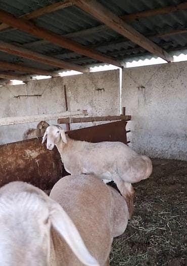 кара балта животные: Продаю | Овца (самка) | Арашан | Для разведения | Племенные — 4