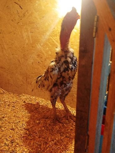 яйцо биг 6 купить: Дакан чон короз сатылат активный алмашу жолдору бар жемге жугоруго — 2