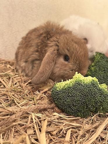 Декоративные кролики: Три белых и один коричневый 🥰😍🐰 вислоухие малышки😍🐰 Окрас: белый с — 7