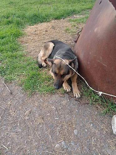 бельгийская кошка цена: Бельгийский Жана немецкий овчарка Экоотен мал айдайт. Бельгийский — 7