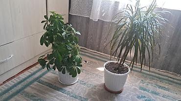 Два комнатных растения в отдельных горшках. - Драцена маргината at lalafo.kg Два комнатных растения в отдельных горшках. - Драцена маргината