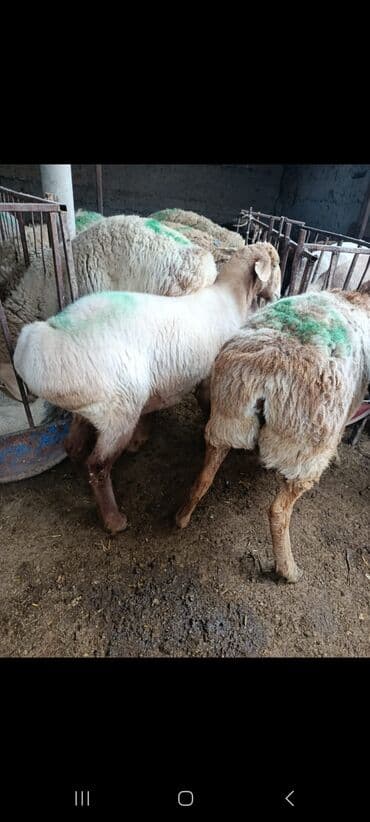 купить щенка пинчера: Продаю | Овца (самка) | На забой — 1