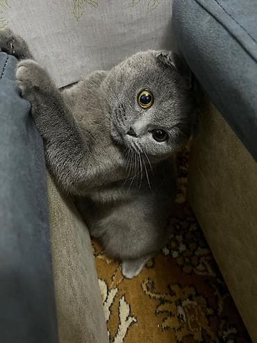 Аквариумдар: Скотиш Фолд (Шотландиялык шалпаң кулак), 8 айлык, Эркек, Көгүлтүр, Лотокко барууга үйрөтүлгөн, Курттардан тазаланган, Эмделген — 2