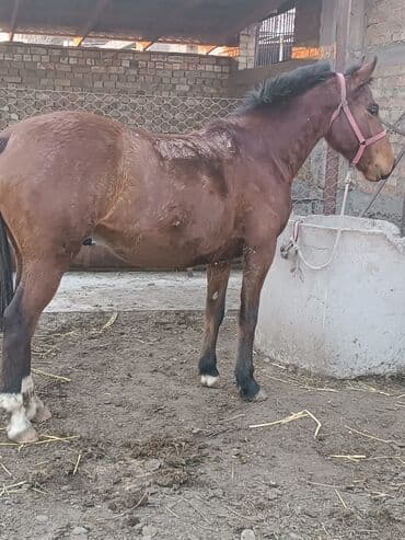 в добрые руки собаку: Продаю | Жеребец | Конный спорт | Племенные — 1