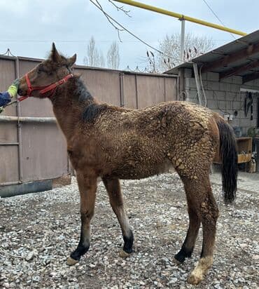 сколько стоит кролик: Продаю | Жеребенок | Для разведения | Племенные — 4