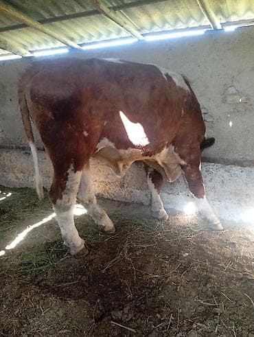 инкубация цыплят: Продаю | Бык (самец) | Симментальская | На откорм | Племенные — 10