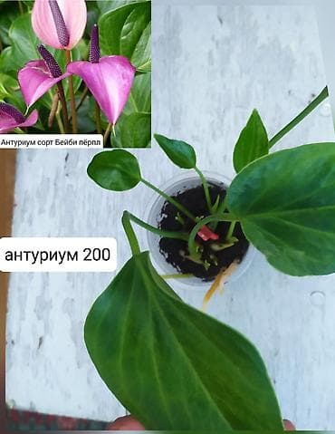 растовые куклы: Продаю цветы — 2