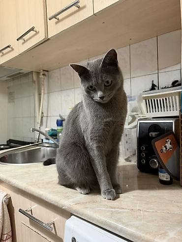 бурманская кошка бишкек: Британская короткошёрстная, 1 год, Мальчик, Голубой — 4