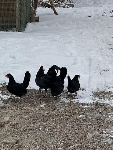 попугай кара балта: Продам карликов петух и куры — 2