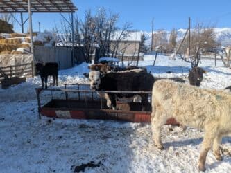 домашний петух: Продаю | Бык (самец) | Герефорд, Голштин, Швицкая | На откорм | Племенные — 12