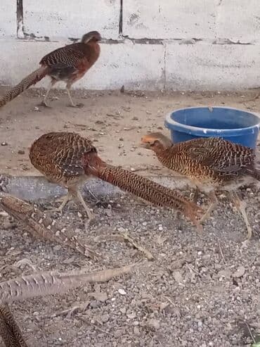 Ковролин: Продам золотых и лимонных фазанов этого года парами и по отдельности — 7