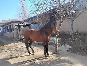 собаки в добрые руки: Продаю | Конь (самец) | Конный спорт — 3