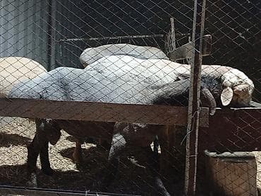 продам курей: Продаю | Баран (самец) | Для разведения — 3