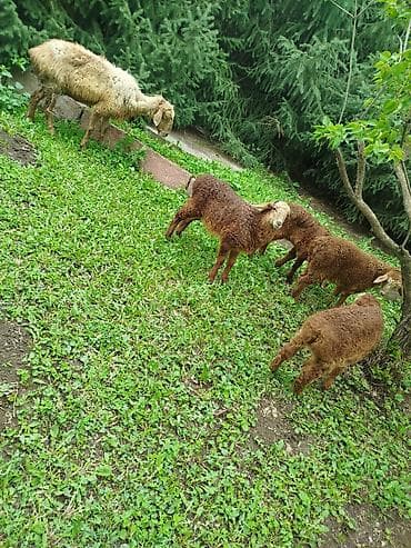 веревка аркан: Продаю | Овца (самка) | Для разведения | Племенные — 5