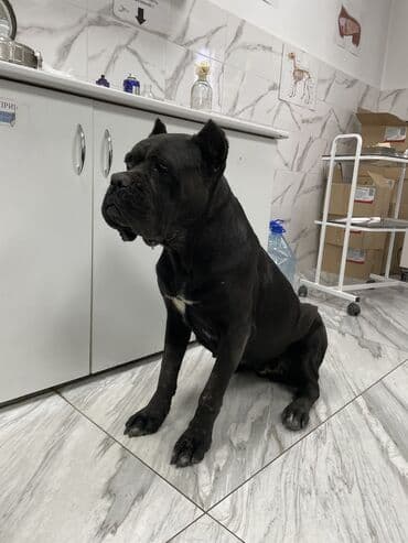 породистые собаки ищут дом: Ветеринарная cлужба для животных.🐱🐶 Вашему питомцу нужна забота и — 3