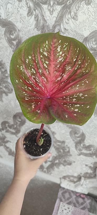 сколько стоит бегония: Каладиум !!!😁🌷 шикарные адаптированные цены разные в зависимости от — 1