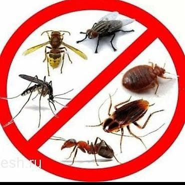 офис мебель: Дезинсекция от тараканов Профессиональная обработка квартир, домов — 3