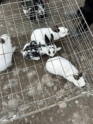 Продам с/х животных: Продаю | Крольчата | Декоративная | Для разведения — 4