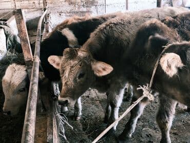 продам бу оборудование для птицефабрики: Продаю | Бык (самец) | Швицкая, Симментальская, Аулиекольская | На откорм — 3