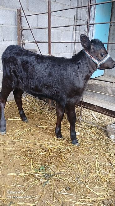 Продаю | Тёлка | На откорм | Искусственник — 1