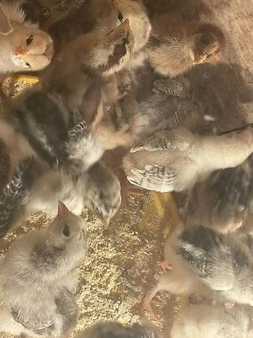 Продаю | Цыплята | Для разведения