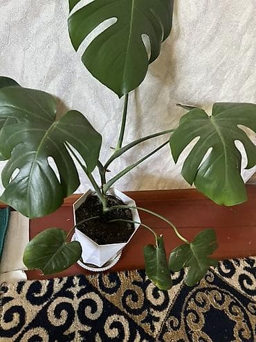 Комнатные растения: Комнатные растения - Монстера делициоза (Monstera deliciosa) в — 1