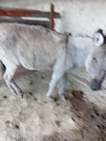 в связи с переездом отдам попугая жако в добрые руки: Осёл (самец) серо-рыжего окраса. - Назначение: рабочий — 1