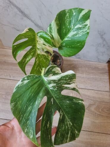 павлония саженцы: Сциндапсусы,сансевиерии ва,алоказия,бегония макулата монстера — 18